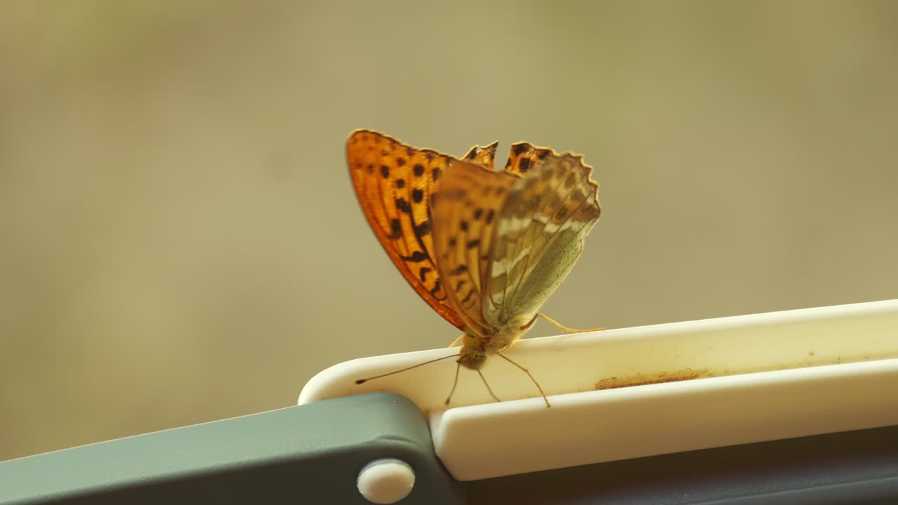 mariposa fritillary bañada en plata anaranjada batiendo alas en una canasta en cámara lenta de 4k