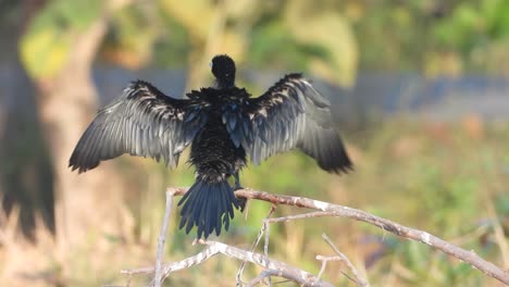 pájaro cormorán en el área del estanque