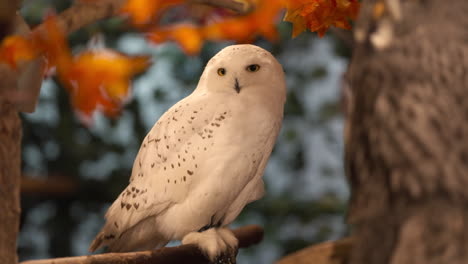 Large-white-snowy-owl-perching-on-tree-branch-rotating-head-180-degrees