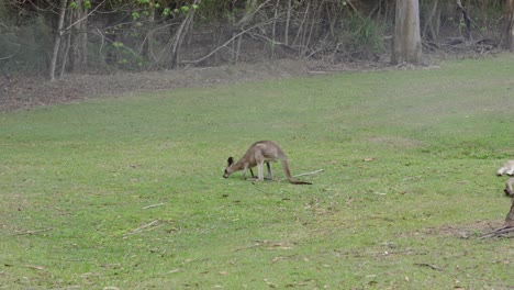 kangaroo marsupial mammal native indigenous to australia and new guinea