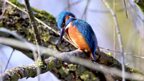 a common kingfisher  in the reed, germany