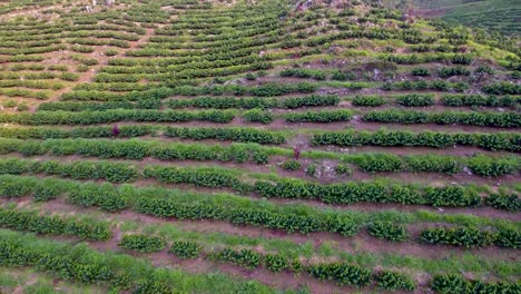 aerial over a young coffee plantation on hillsides in coban guatemala 2