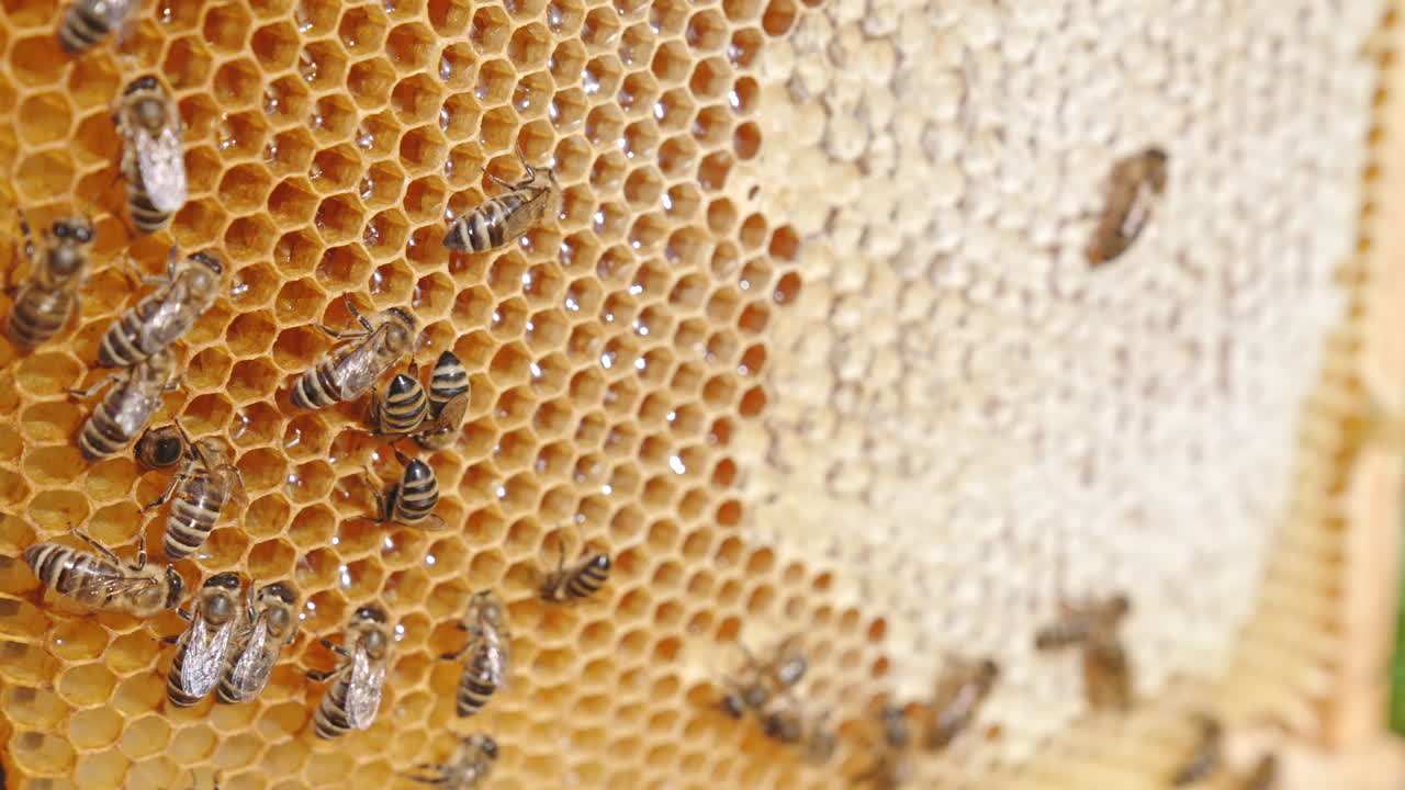Light brown honey combs with working bees on. Some cells are opened with fresh honey and others are already sealed. Close up.