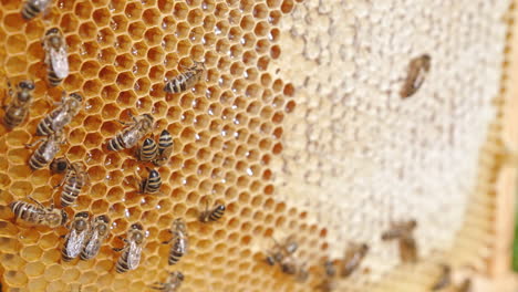 light brown honey combs with working bees on. some cells are opened with fresh honey and others are already sealed. close up.