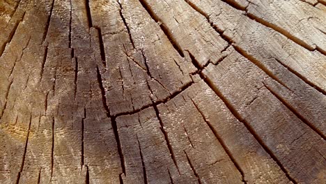 Stump slow panorama closeup background. Saw cut wooden pan macro background.