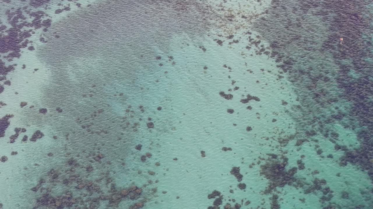 Droneoptagelser, der viser åkander på en turkis dam og skaber et naturligt mønster på den rolige vandoverflade