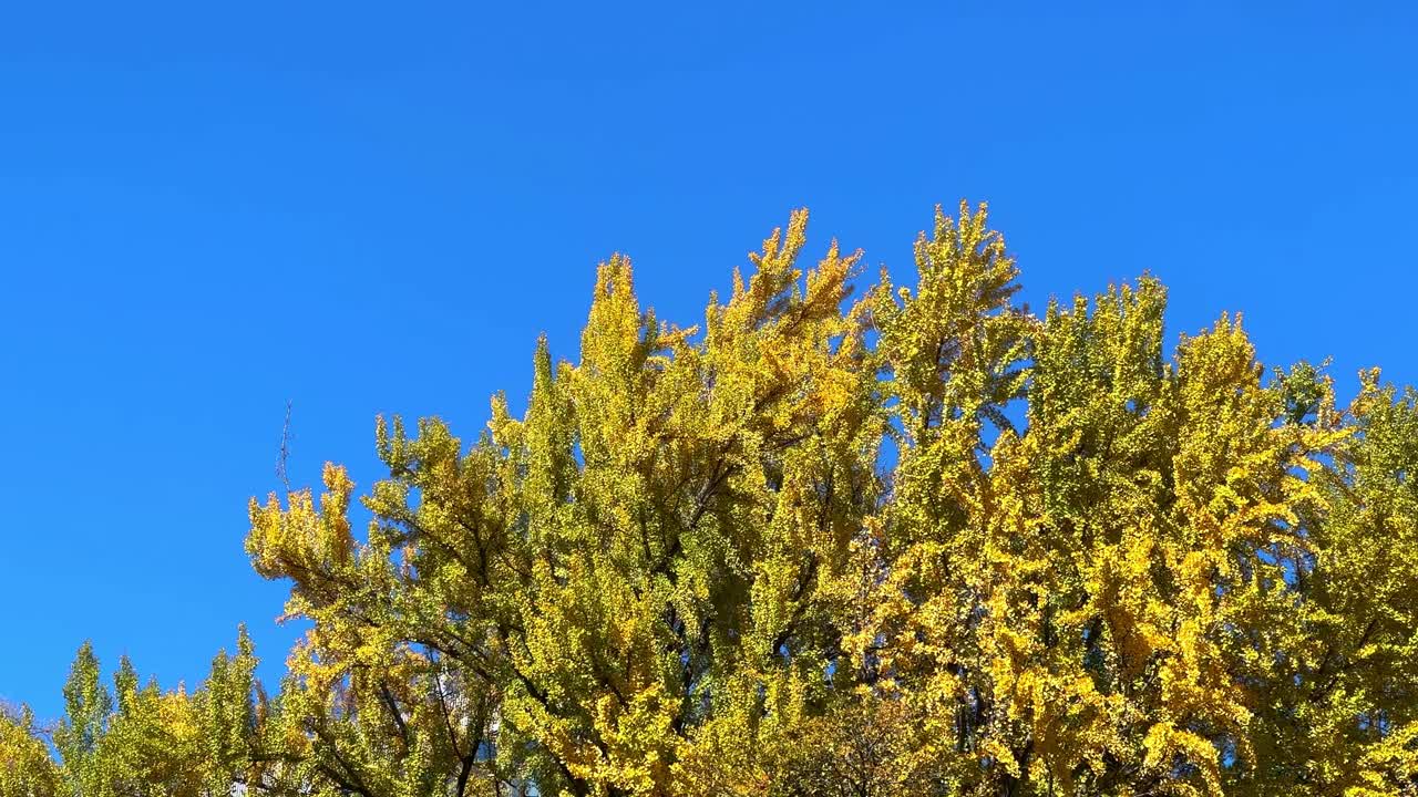 Foglie autunnali dorate ondeggiano dolcemente sotto un cielo azzurro e limpido a Harumi, Tokyo
