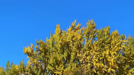 golden autumn leaves sway gently under clear blue skies in harumi, tokyo