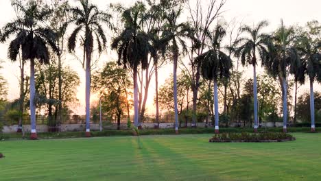 Scenic-view-of-a-lush-garden-with-palm-trees-in-a-row-and-a-sunset-background