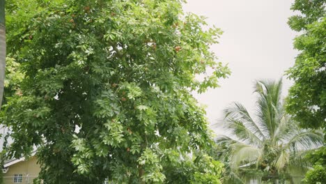 wide shot of ripe and organic ackee exotic brown tropical fruits on tree organic and nutritional island food