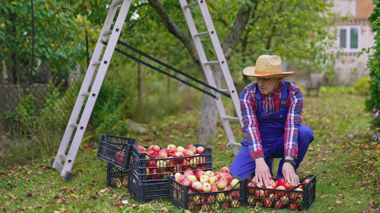 Harvesting apple plantation tree. Farmer working in the apple farm.