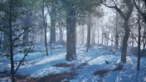 landscape of spooky winter forest covered by mist