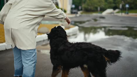 close-up a woman in a white jacket trains her black and white dog and feeds it treats while walking in the park after the rain