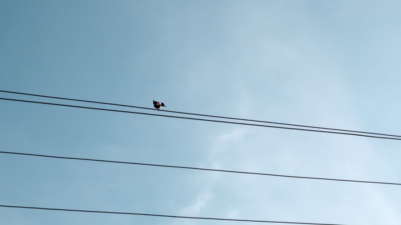 전력선 에 앉아 있는 새
