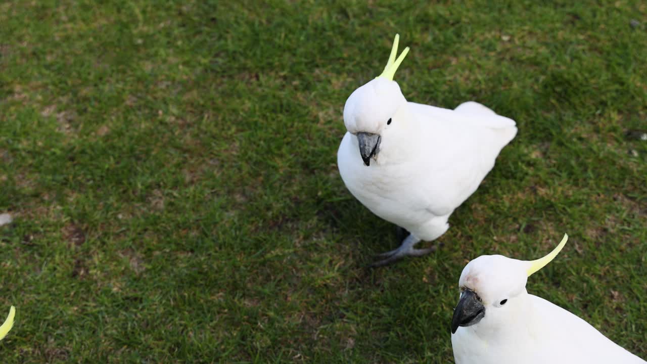 cacatuas interactuando en la hierba en el gran camino del océano