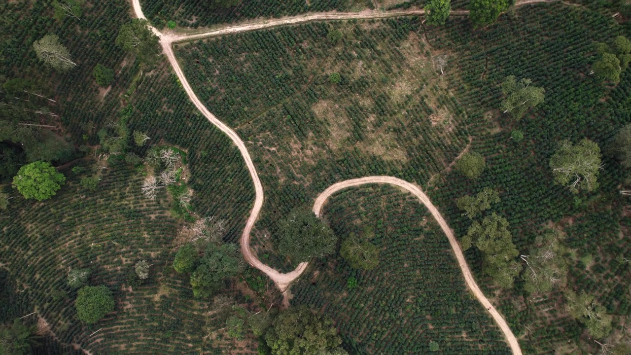 Straight-down drone shot revealing a network of winding dirt roads curving through dense green forest.