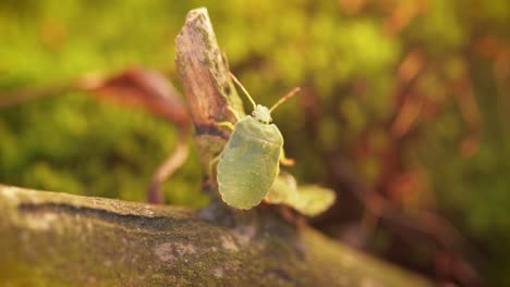 el escudo verde del bosque (palomena prasina) es una especie de escudo de la familia pentatomidae, que se encuentra en la mayor parte de europa. habita bosques, bosques, huertos y jardines.