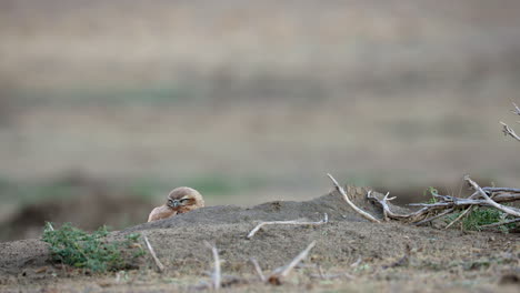 Pequeña-Lechuza-Madriguera-Parcialmente-Escondida-Detrás-De-Un-Pequeño-Montículo-En-Saskatchewan,-Canadá