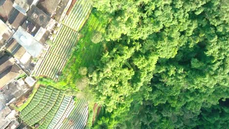 vista aérea de un avión no tripulado de un denso bosque con un río serpenteante