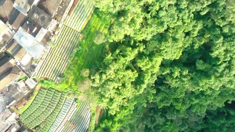 aerial drone view of dense forest with a meandering river