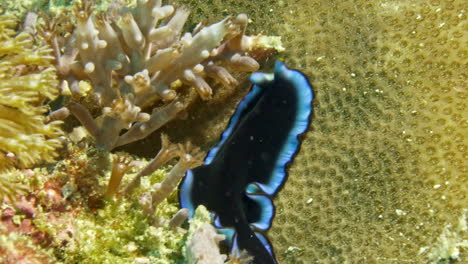 Mesmerising-black-and-electric-blue-flatworm-crawling-on-hard-corals