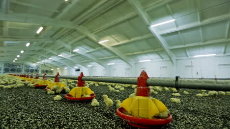 big poultry farm. lots of baby chicken on big modern poultry farm