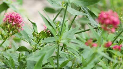 close-up of red valerian flowers in garden