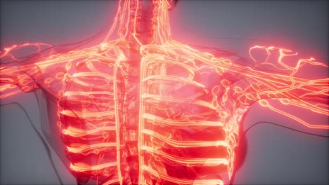 vasos sanguíneos del cuerpo humano