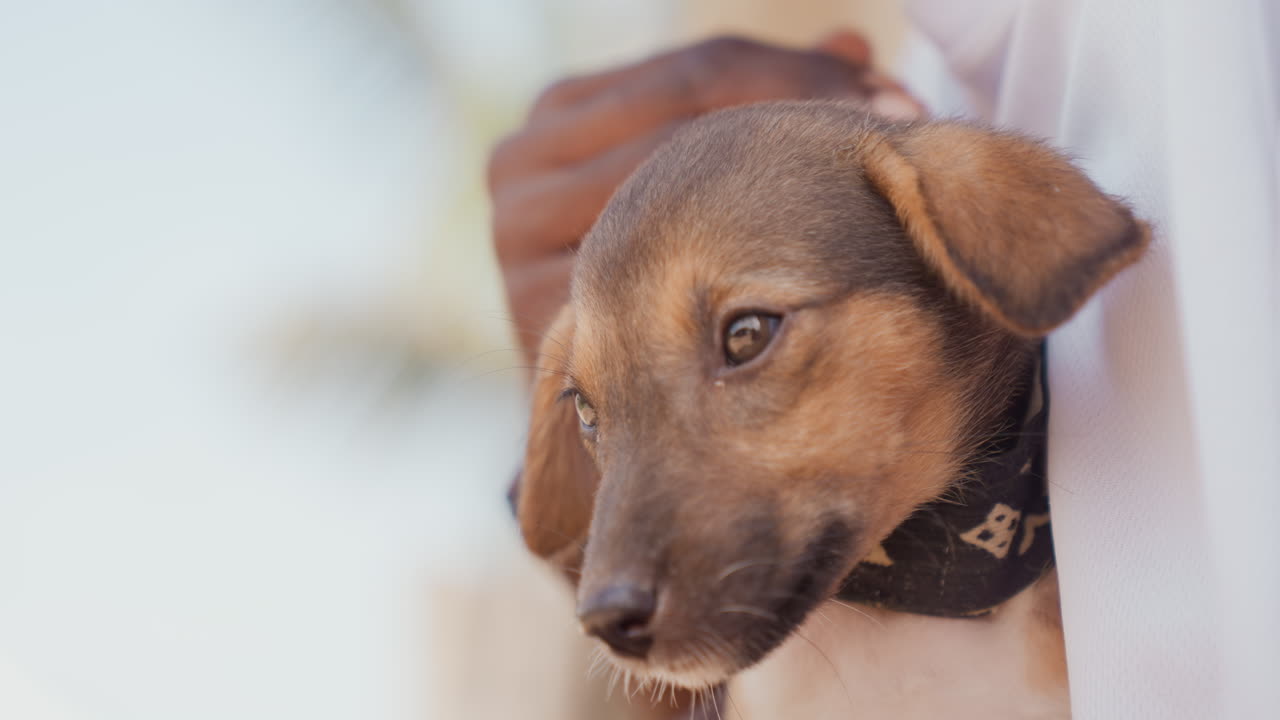 Gentle pet scene. Owner calms puppy on sunny coastal shore. Closeup of owner soothing sandy puppy near palm trees. Man gently reassures small sandy dog with patterned collar by seaside