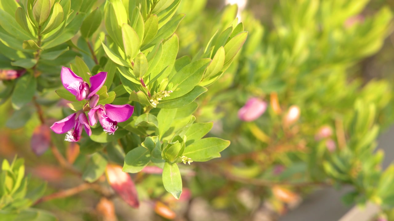 Primo piano di fiori di Polygala viola vivace alla luce del sole.