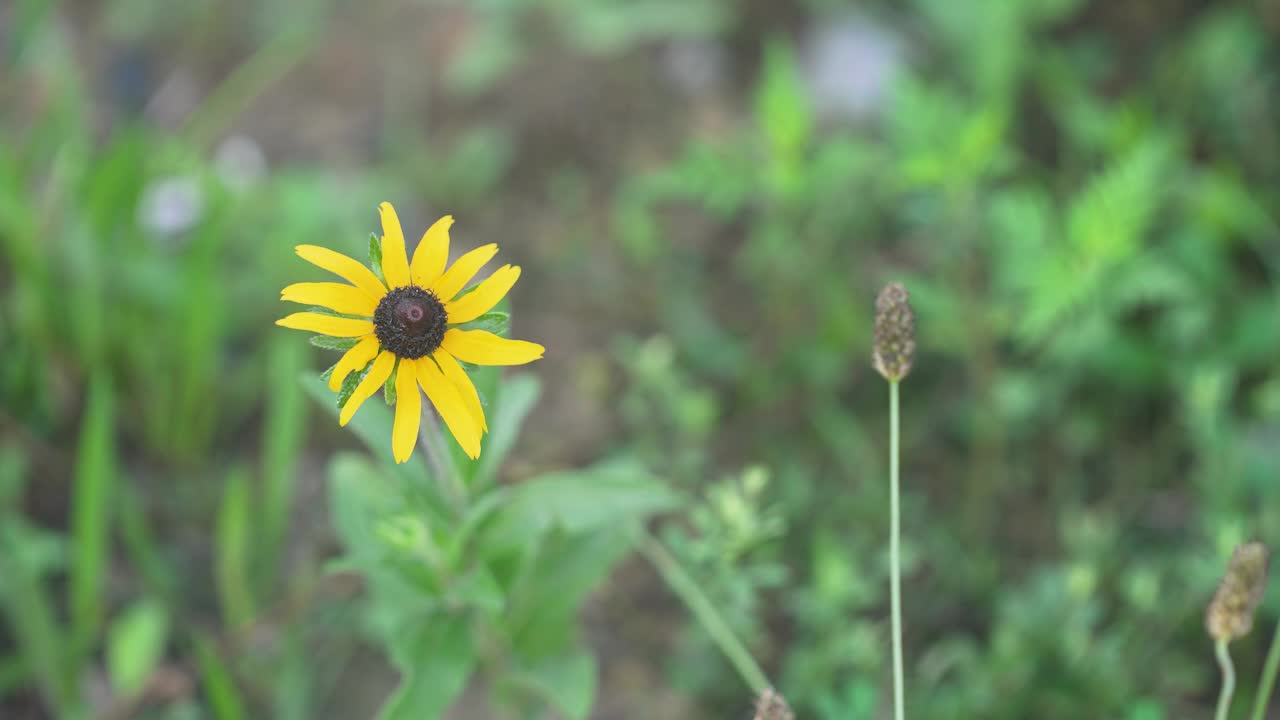 Video statico con una profondità di campo ridotta di un fiore di Rudbeckia hirta solitario in un campo nel Kentucky