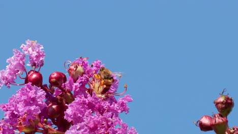 la abeja interactuando con las flores rosadas vibrantes