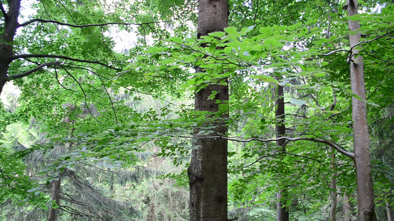 Riprese a Luglio. Il Bosco in Montagna