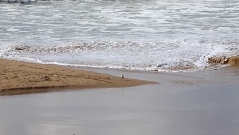 a bird flying on the white sandy beach with waves splashing on the background