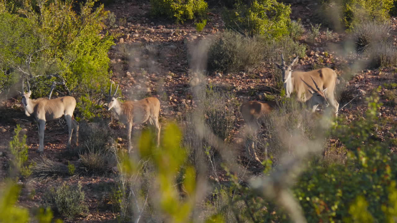 Antilopes behind bushes South Africa dry vegetation