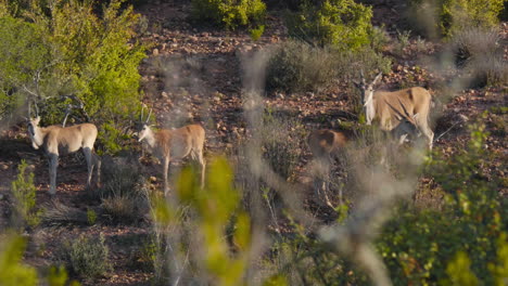 antilopes behind bushes south africa dry vegetation