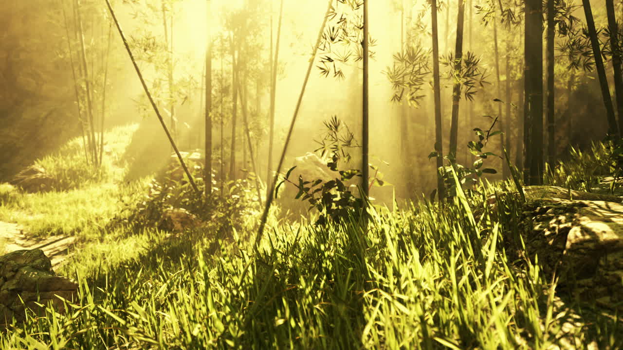 대나무 숲 에서 해가 뜨는 것