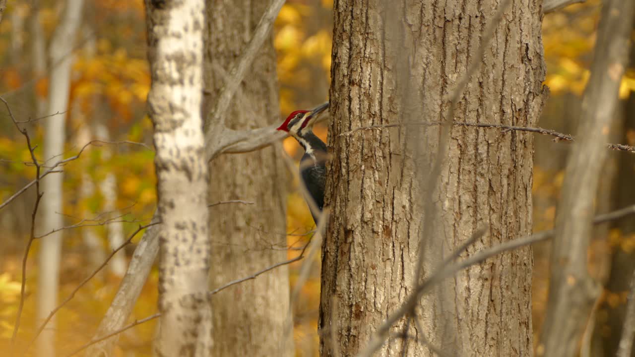 Picturesque autumn scene with large woodpecker bird actively searching