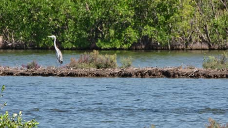 Little-Cormorant-Microcarbo-niger-hunting-for-their-meal-as-a-Grey-Heron-Ardea-cinerea-is-at-the-background,-Thailand