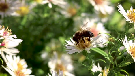 bee on flowers collecting pollen macro closeup-16