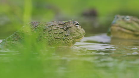 Afrikanischer-Riesen-Ochsenfrosch-Greift-In-Einem-Teich-An-Und-Kämpft---Nahaufnahme