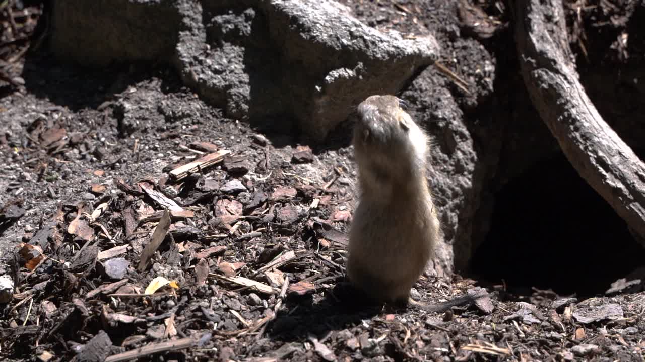 lindo y divertido perro de las praderas de cola negra sosteniendo y comiendo nuez al aire libre