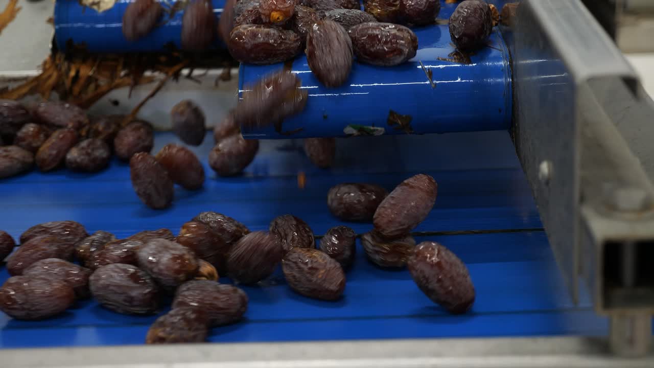 medjool dates with unique texture and color on conveyor belt, close up