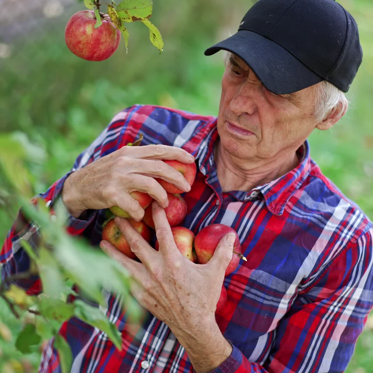 Handsome old farmer in apple garden. Portrait of gardener working in orchard
