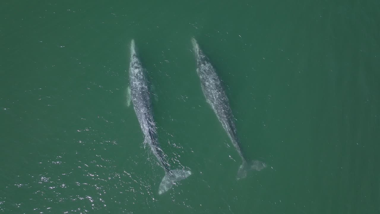 пара двух симметричных зрелых серых китов, вид сверху с беспилотника