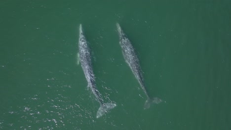 pair of two symmetrical mature grey whales, aerial drone view from above