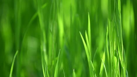 close-up grass and sunlight abstract background spring backlit