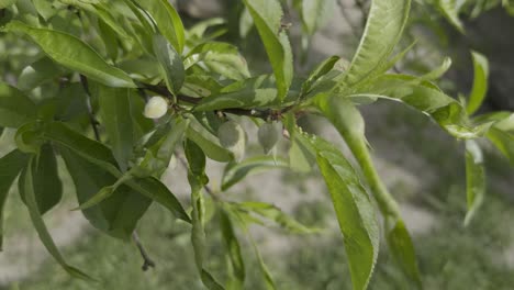 close-up peach tree small peaches and leaves moved by wind sunny day