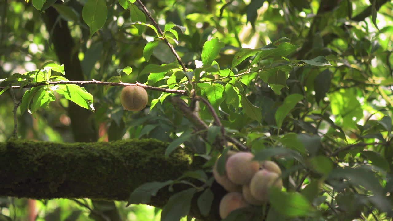 Prugne illuminate dal sole che pendono da un tronco ricoperto di muschio in un frutteto di Moc Chau, con un morbido fogliame verde e la calda luce estiva, ideale per la narrazione di storie su cibo biologico, benessere o viaggi