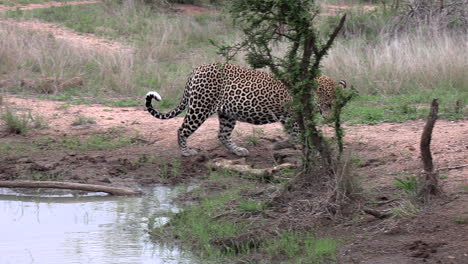 large male leopard walks up to waterhole in african bushland to drink